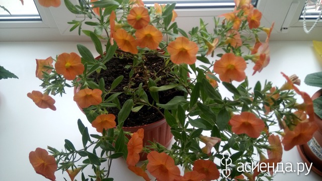 CALIBRACHOA SUPERBELLS ORANGE PUNCH