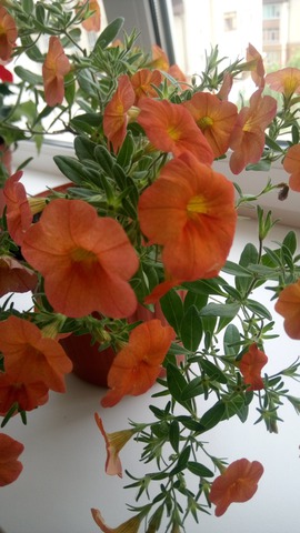 CALIBRACHOA SUPERBELLS ORANGE PUNCH