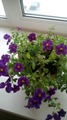 Calibrachoa Calita Blue Eye Plug Plant