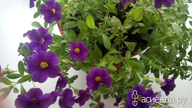 Calibrachoa Calita Blue Eye Plug Plant