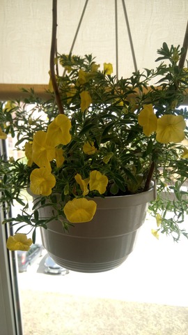 Calibrachoa Yellow