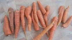 Можно ли подстригать ботву у моркови?