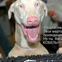 1 марта кошачий день. ( котоматрица мартовская)