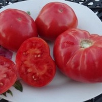 Dwarf Tomato Project