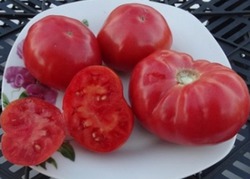 Dwarf Tomato Project