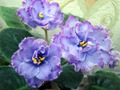 Blue Dragon