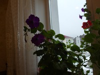 Петунья, растем, цветем