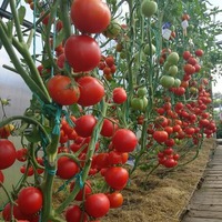 Агротехника выращивания томатов ОТ и ДО
