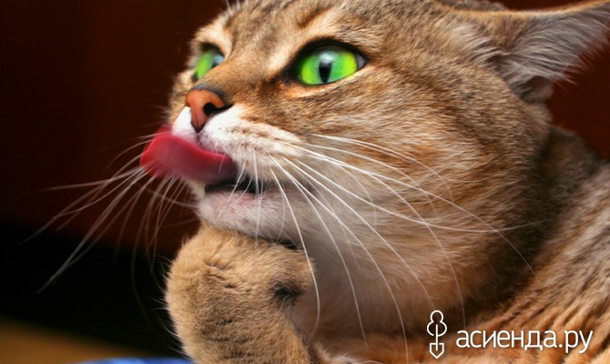 Какой у кошек язык во рту thumbnail