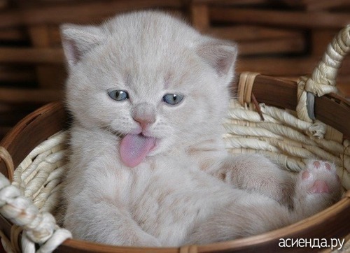 Сколько см язык у кошки