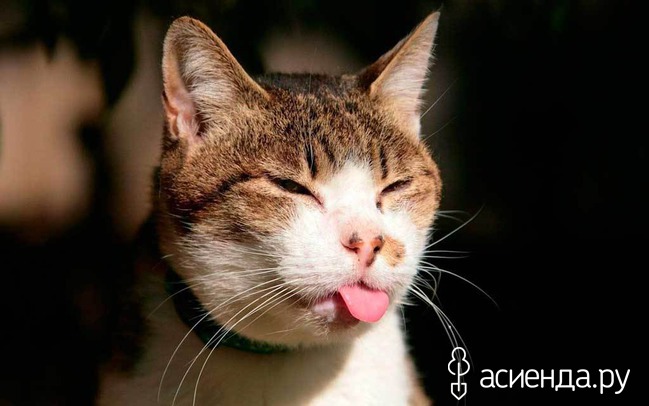 Какой у кошки язык в рту