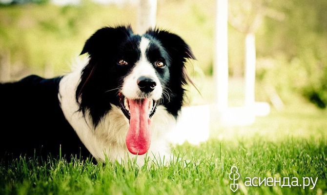 Профилактика и лечение собак от укусов клещей