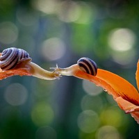 Фотосессия для улитки