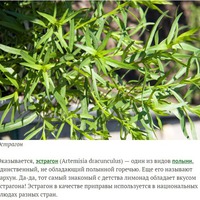 Эстрагон, он же тархун. Посадка, выращивание и уход