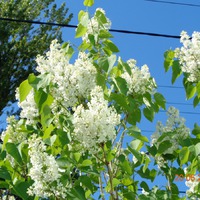 20.05.2017 Дача.