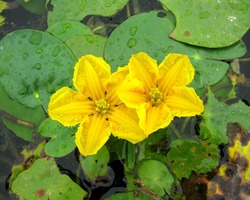 ��������� �����������, ��� ������������� �����������