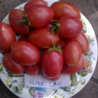Помидорный фанат \часть 5\