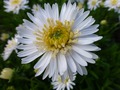     - Aster alpinus  15- 20   4 