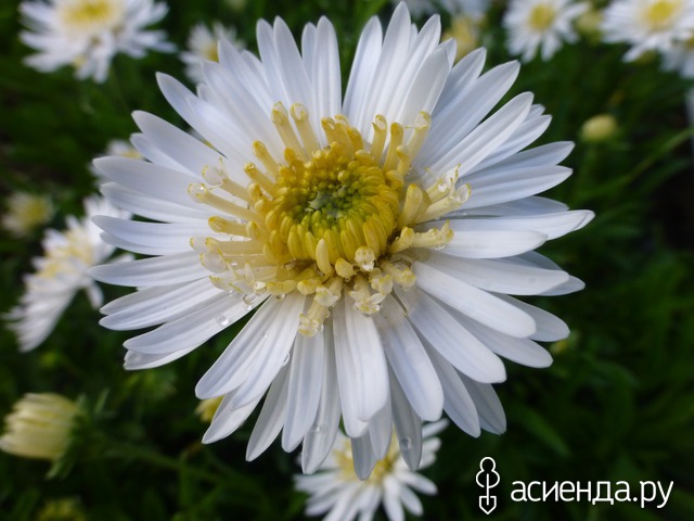     - Aster alpinus  15- 20   4 