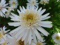     - Aster alpinus  15- 20   4 
