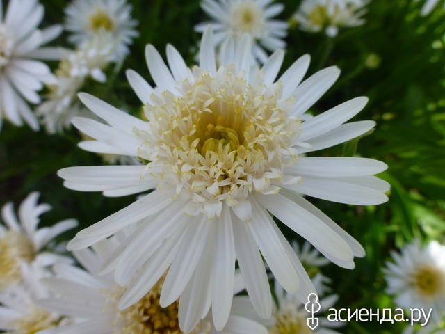     - Aster alpinus  15- 20   4 