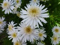     - Aster alpinus  15- 20   4 