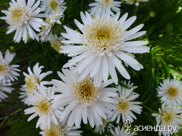     - Aster alpinus  15- 20   4 