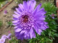     . - Aster alpinus Sabine 15- 20   4 