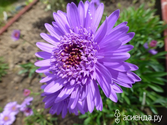     . - Aster alpinus Sabine 15- 20   4 