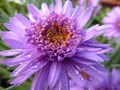    . - Aster alpinus Sabine 15- 20   4 