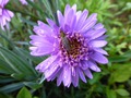     . - Aster alpinus Sabine 15- 20   4 
