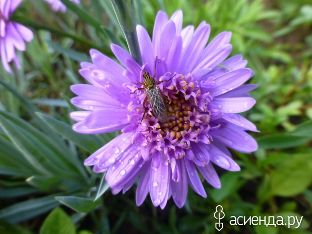     . - Aster alpinus Sabine 15- 20   4 