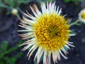   - Aster alpinus  15- 20   4 