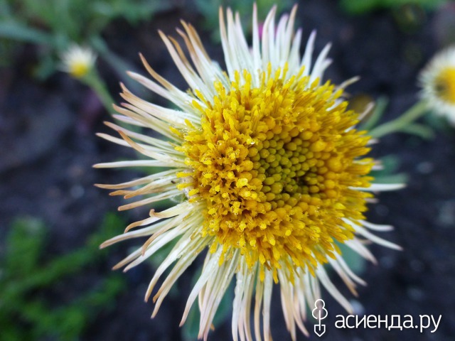   - Aster alpinus  15- 20   4 