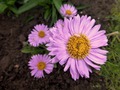    - Aster alpinus Rosea 15- 20   4 