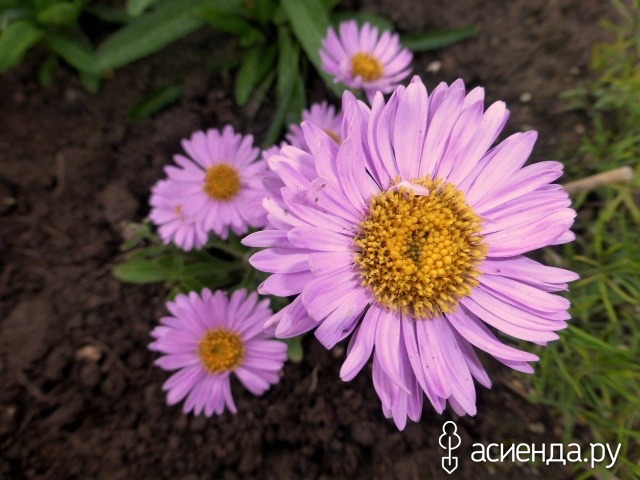    - Aster alpinus Rosea 15- 20   4 