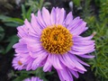    - Aster alpinus Rosea 15- 20   4 