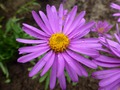   -  - Aster alpinus Rosea 15- 20   4 