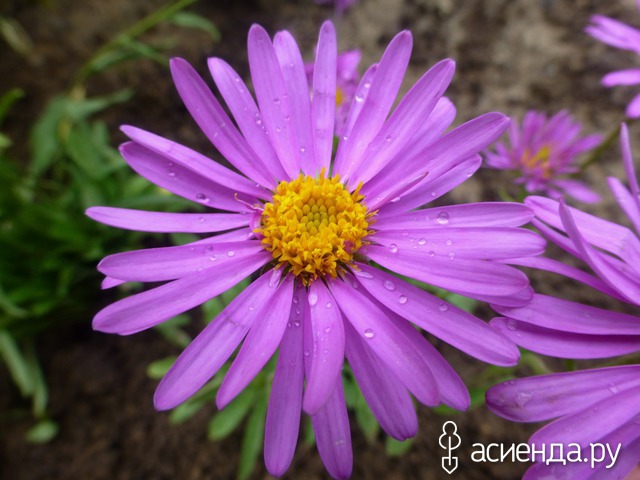   -  - Aster alpinus Rosea 15- 20   4 