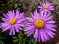  -  - Aster alpinus Rosea 15- 20   4 