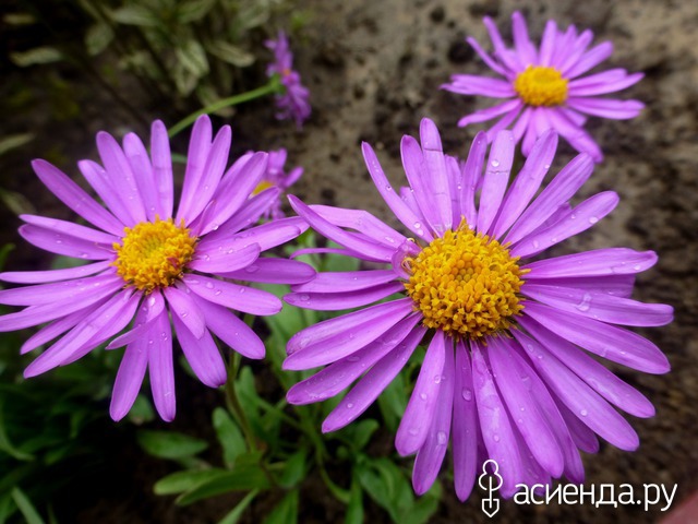   -  - Aster alpinus Rosea 15- 20   4 