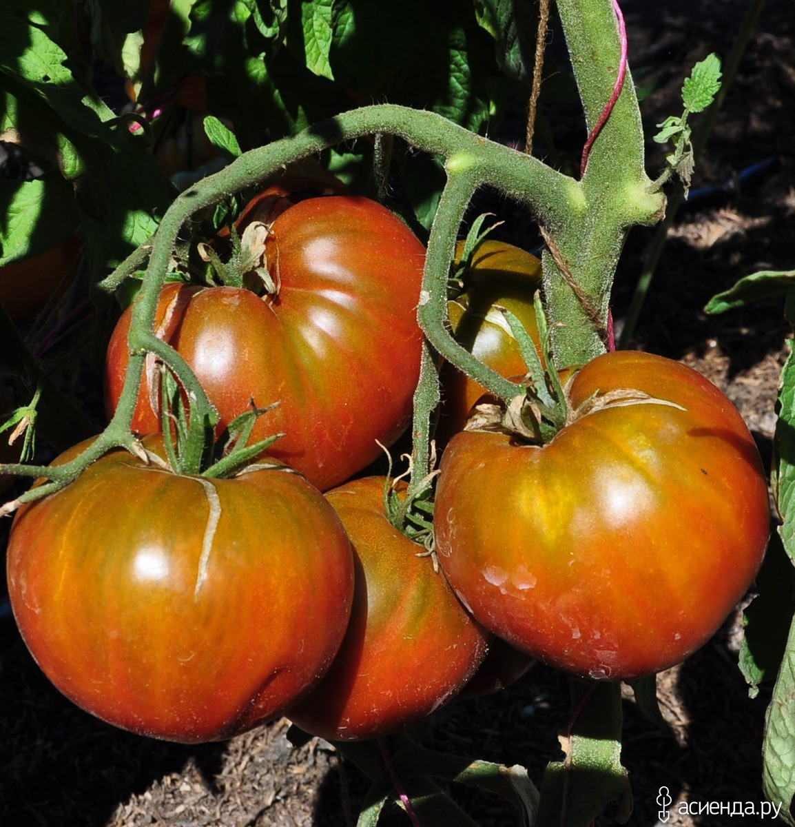 сорт томата заржавевшее сердце. томат заржавевшее сердце. томат ржавое сердце эверетта. томат махагони. сорта помидор заржавевшее сердце эвереста.