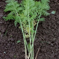 Всё лето тепла желали не только люди...