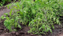 Переселение рассады томатов в открытый грунт
