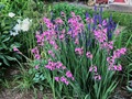   (Gladiolus communis ssp byzantinus)
