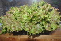 Как вырастить листовой салат "Ред Коралл" на подоконнике.
