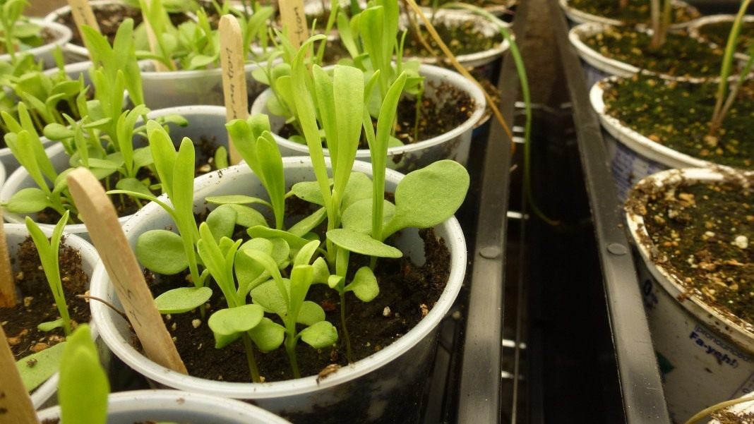 Рассада турецкой гвоздики выращивание. Всходы гвоздики шабо. Гвоздика шабо всходы. Гвоздика шабо рассада. Гвоздика шабо рассада.