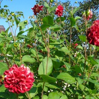 ����. 19.08.2018