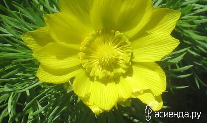 Два целительных растения с жёлтыми цветками