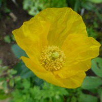   - Meconopsis cambrica